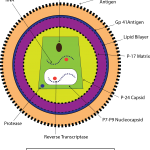 Human Immunodeficiency Virus